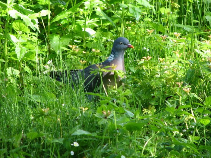 Дикий голубь в траве