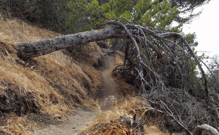 A tree leaning across Douglas Trail